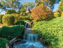 Trips to NSW and National Cherry Festival Young 2026 - Photo 