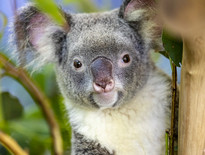 Group tours to Cairns, Townsville and Queensland Islands for over 50's 2026 - Photo 