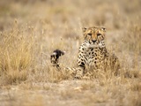 Small thumb msr   2025   cheetah 1