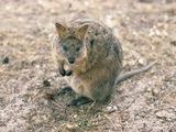 Small thumb quokka rottnes island