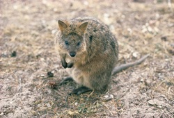 Tour thumb quokka rottnes island