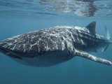 Small thumb 112156 4 whale shark   photo tourism western australia