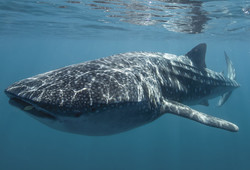 Tour thumb 112156 4 whale shark   photo tourism western australia