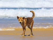 Tours to Fraser Island from Brisbane for Seniors and Pensioners 2026 - Photo 