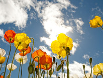 Tours for Canberra Floriade for Seniors 2026 - Photo 