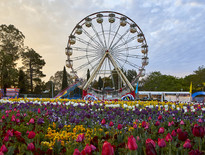 Over 50s Tours to Canberra Floriade 2026 - Photo 