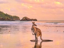 Queensland Bus tours to Cape Hillsborough and Hamilton Island for Seniors 2027 - Photo 