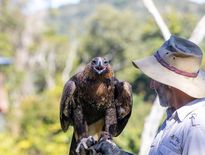 Over 50s  tours to O'Reilly's in Lamin ton National Park for Seniors - Photo 