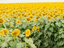 Tours from Brisbane to the Kalbar Sunflower Festival in April 2027 - Photo 