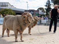 World Flower Show 2027 & Sydney Royal Easter Show tours March 2027 - Photo 