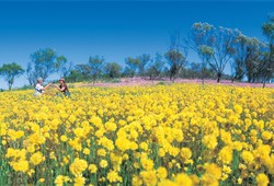 Wildflowers Western Australia