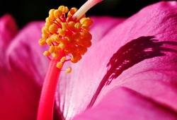 Norfolk Island Flower, Holiday Packages, Guided tours, Group tours from Brisbane, South Pacific